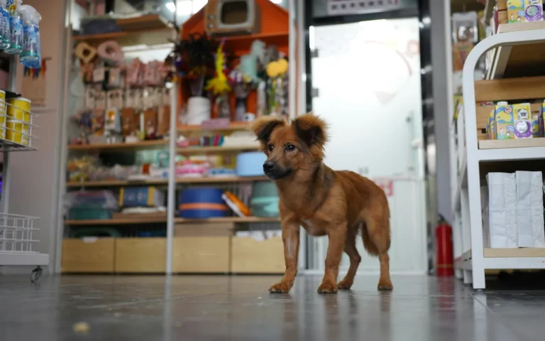 Quand on adopte un animal et qu'on ne sait pas par où commencer pour aménager son chez-soi